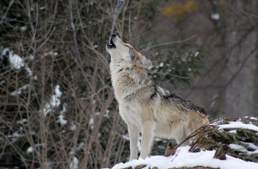 Die Wiederansiedlung der Wölfe im Südschwarzwald schreitet weiter voran. Foto: pixabay