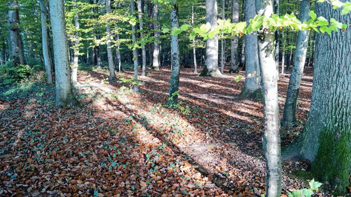 Schallbach: Wald wirft Rekordgewinn ab