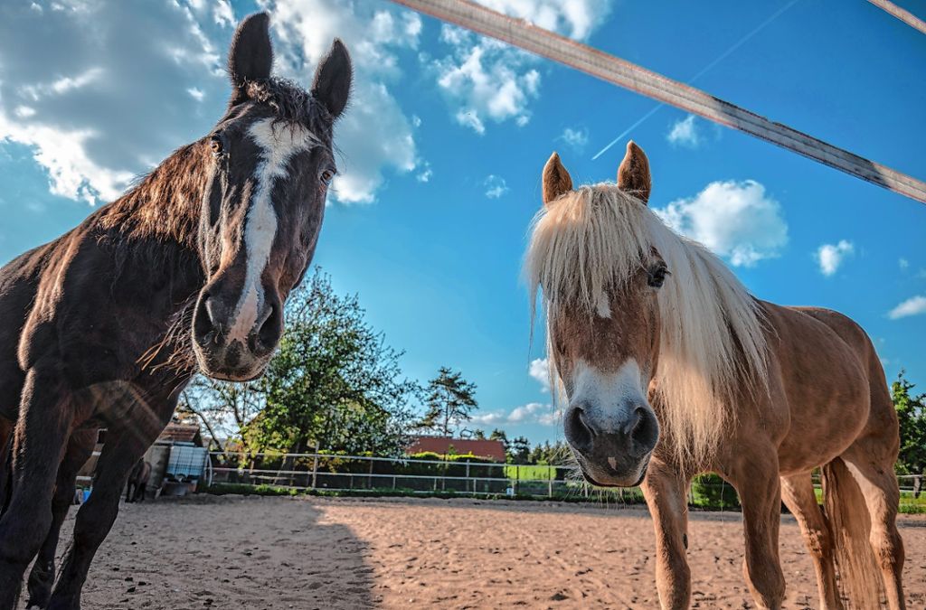 Schliengen: Pferde und Haustiere bekommen ihren Segen