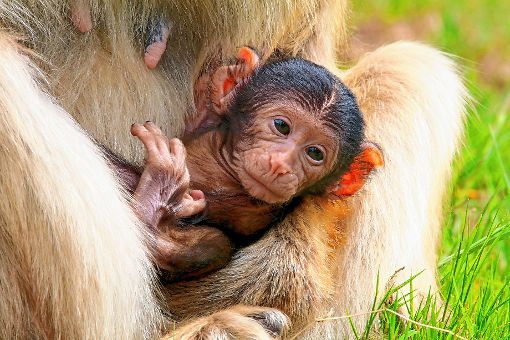 Reichlich Erfahrung hat Affenmutter Mona, die  ihr fünftes Kind zur Welt gebracht hat.  
Fotos: zVg Foto: Markgräfler Tagblatt